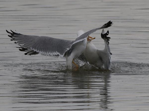 <h3><a href="/trips/marokko/biota/animalia/chordata/aves/024 charadriiformes/017 laridae/larus michahellis/larus michahellis-nl.html">Larus&nbsp;michahellis</a> / Yellow‑legged&nbsp;gull / Geelpootmeeuw</h3>OM-1 Mark II met OLYMPUS M.150-400mm F4.5 TC, 1/2000 sec  bij F5.6, ISO 400, afstand 66.1&nbsp;m